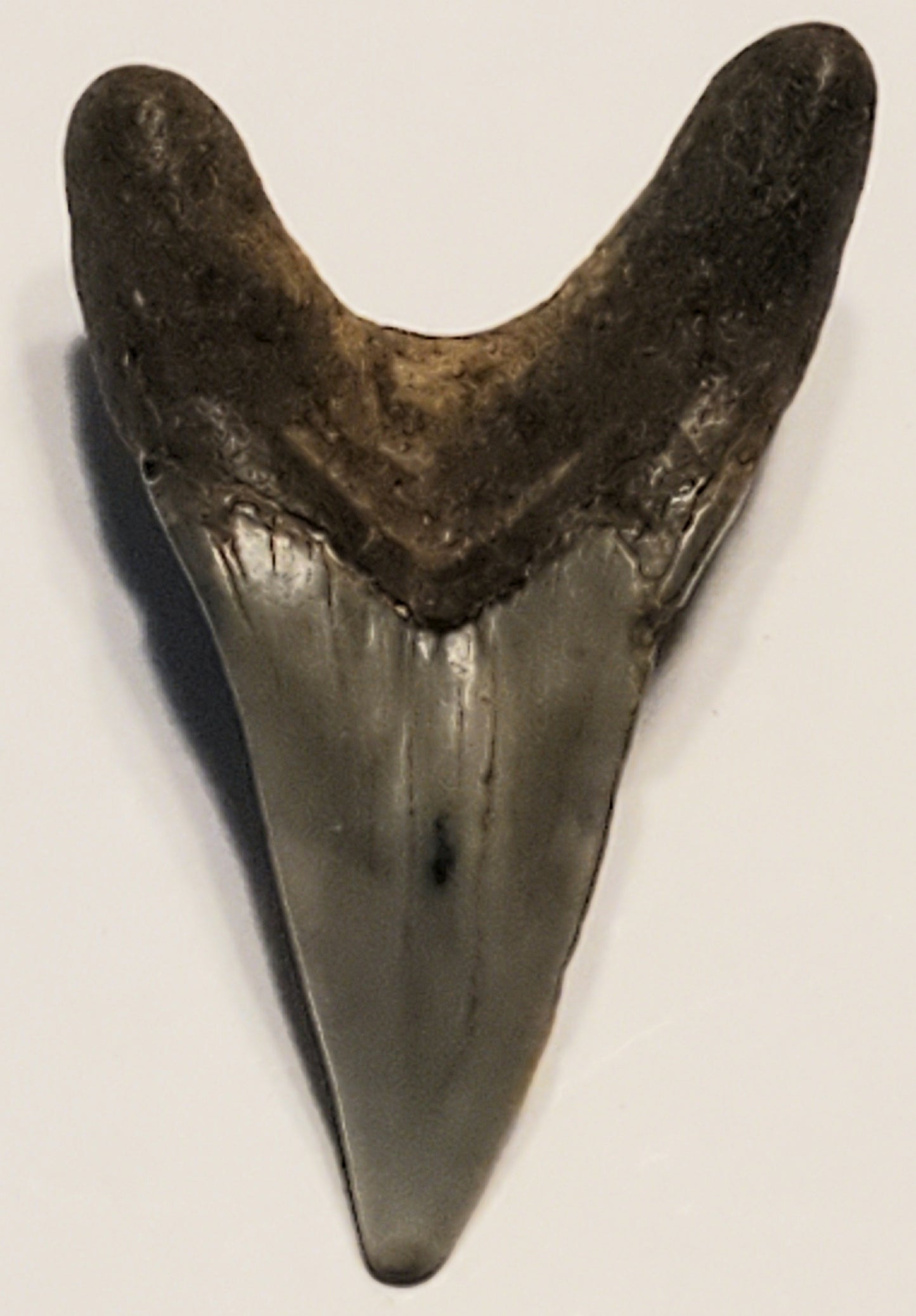 2.12" Parotodus Benedini Tooth