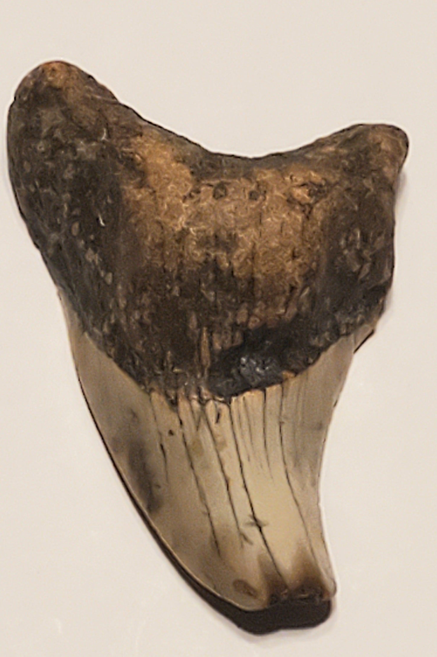 2.37" Parotodus Benedini Tooth