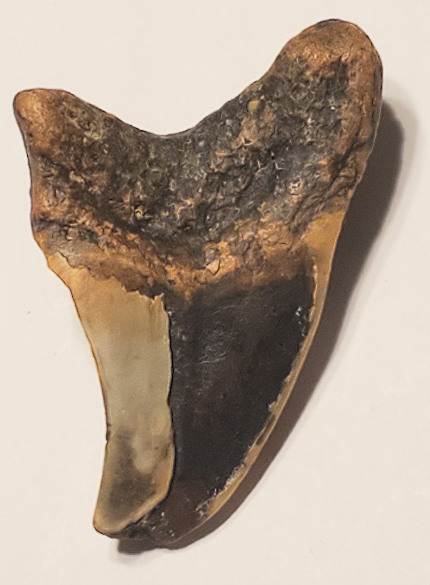 2.37" Parotodus Benedini Tooth