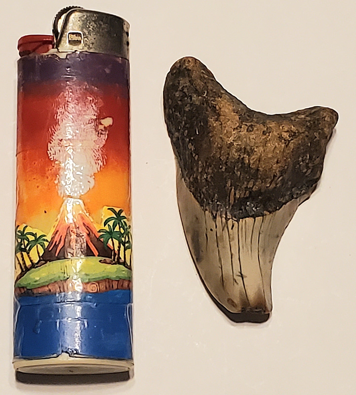 2.37" Parotodus Benedini Tooth