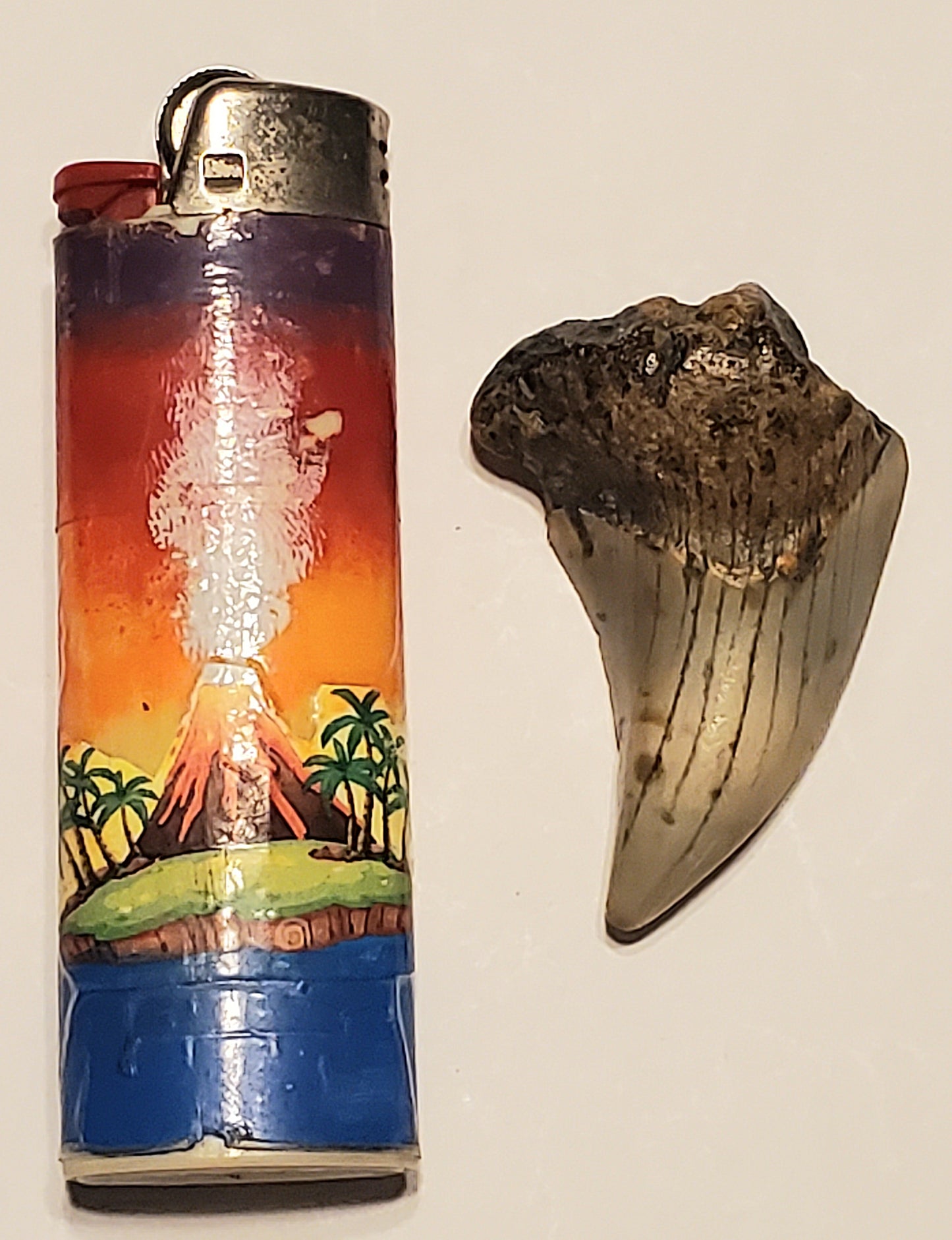 1.76" Parotodus Benedini Tooth