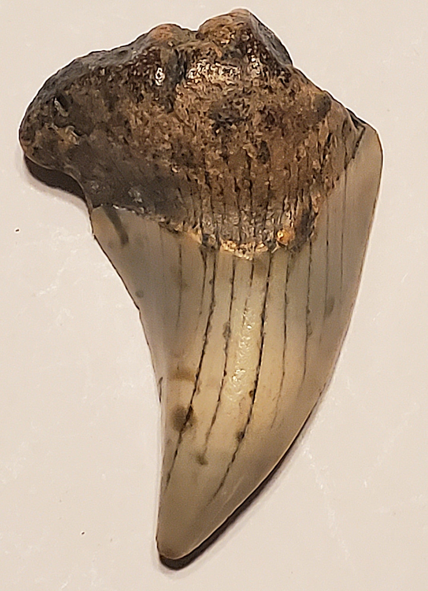 1.76" Parotodus Benedini Tooth