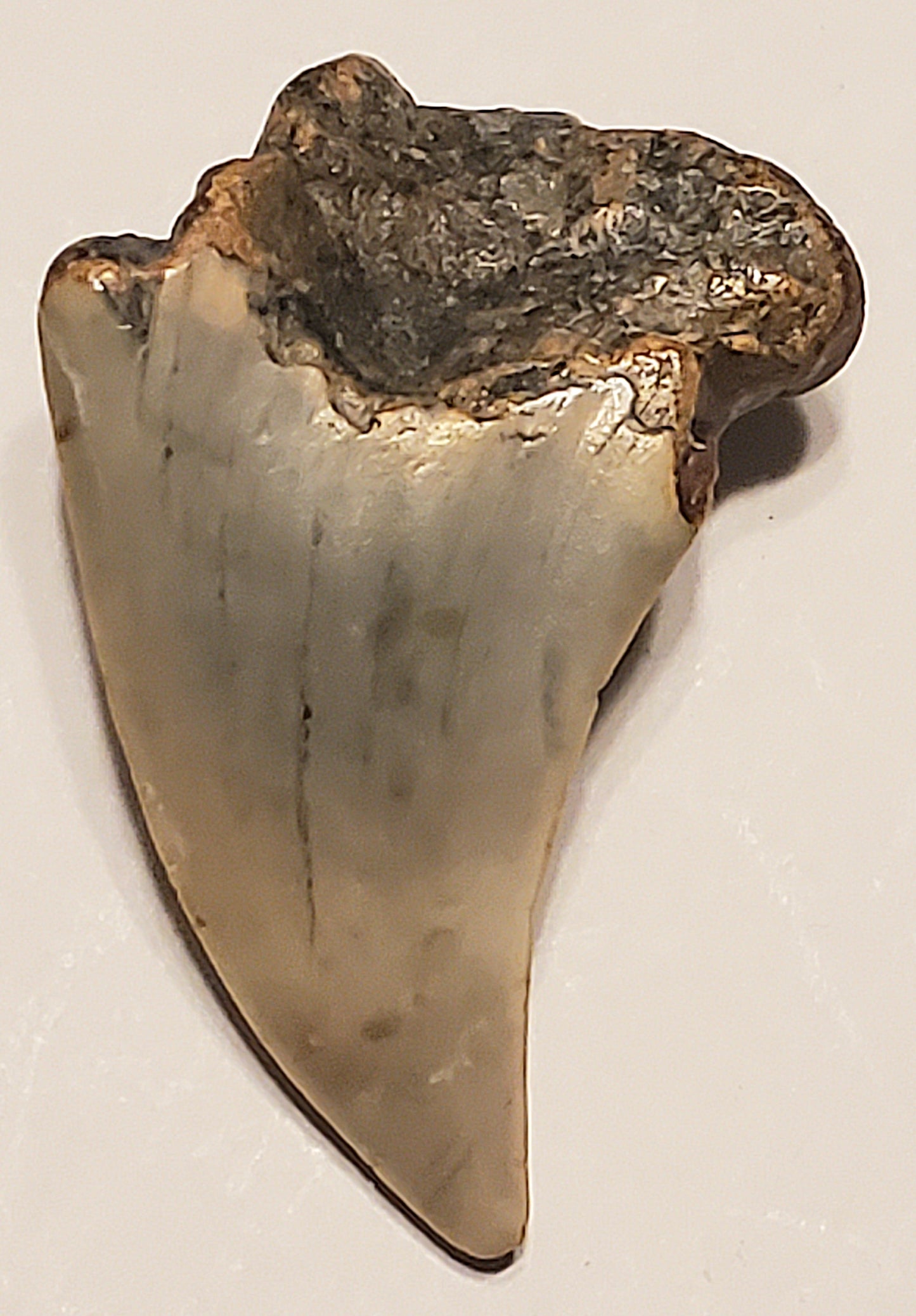 1.76" Parotodus Benedini Tooth