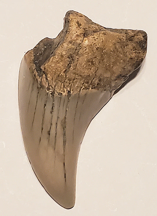 1.95" Parotodus Benedini Tooth