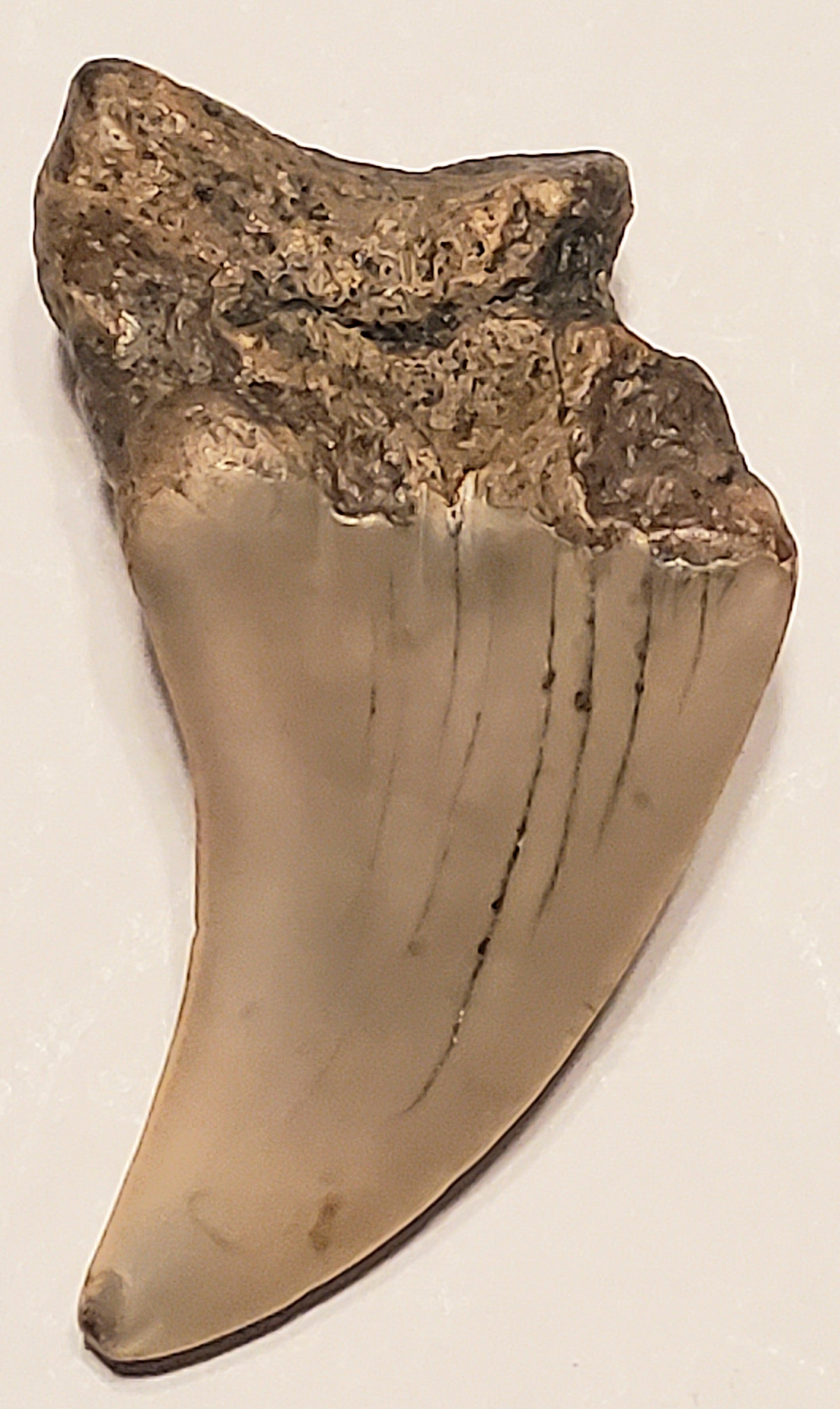 1.95" Parotodus Benedini Tooth