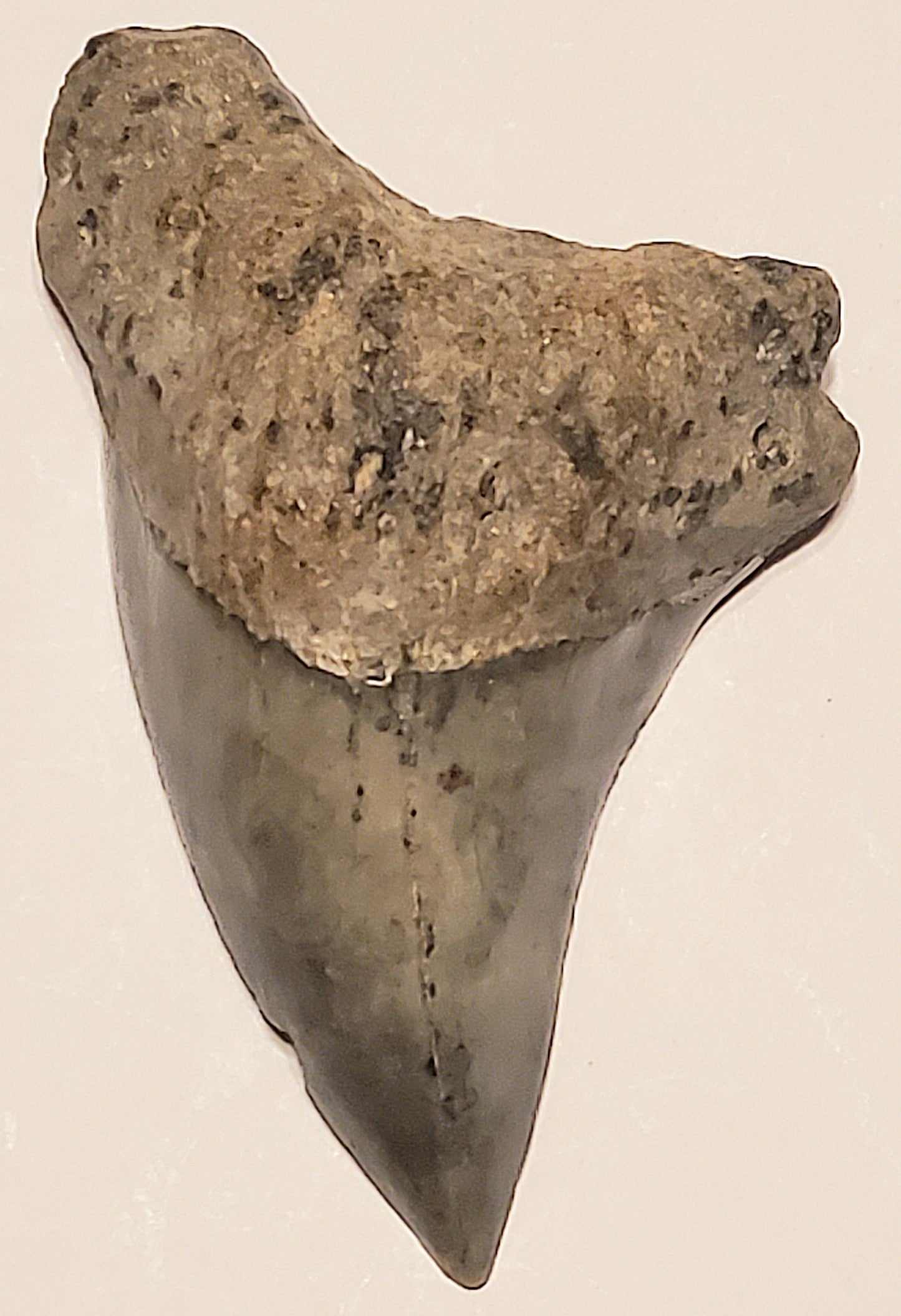 2.40" Parotodus Benedini Tooth