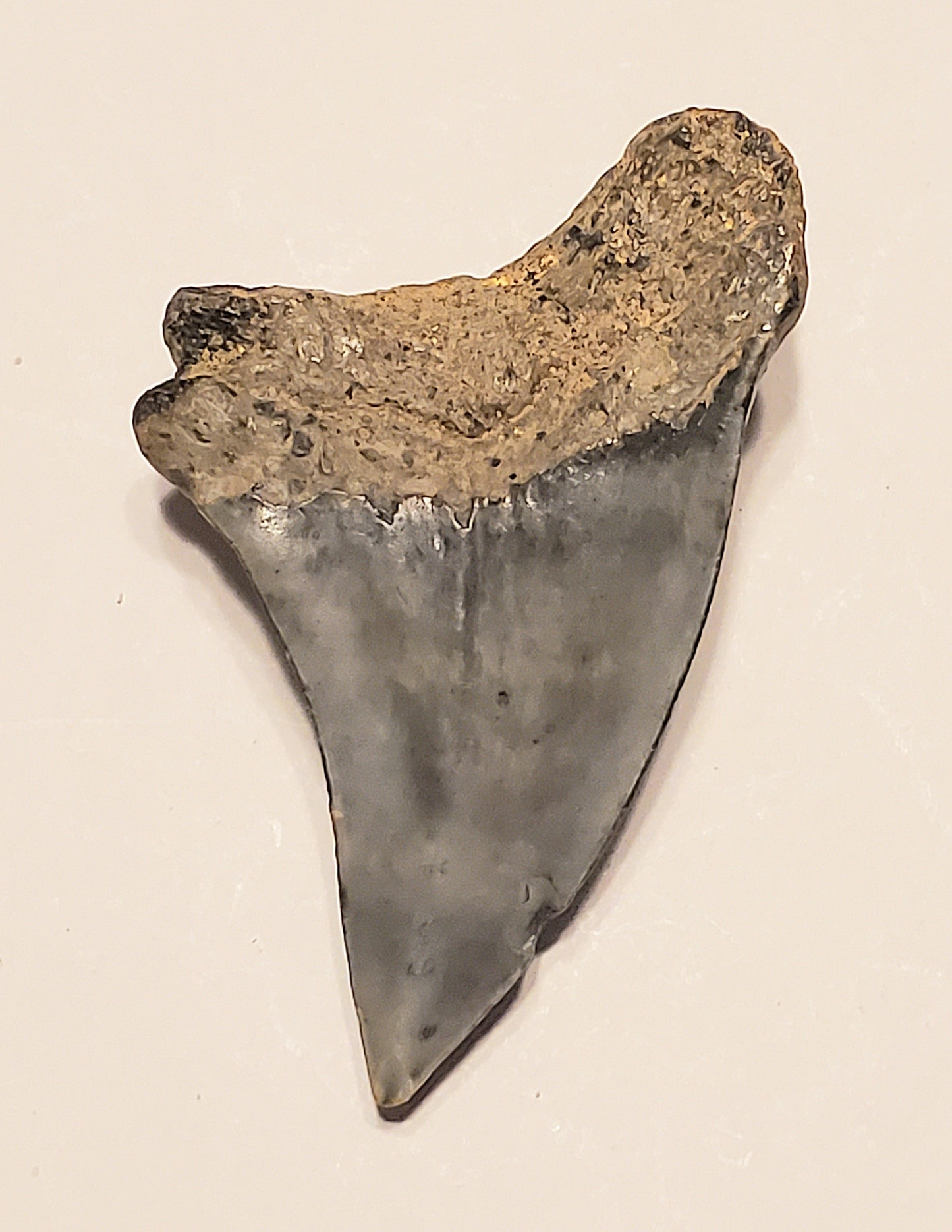 2.40" Parotodus Benedini Tooth