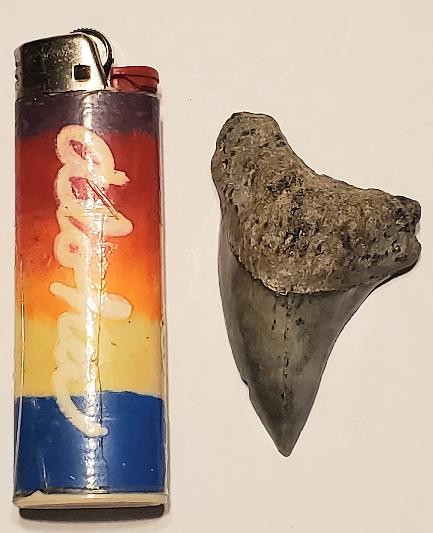 2.40" Parotodus Benedini Tooth