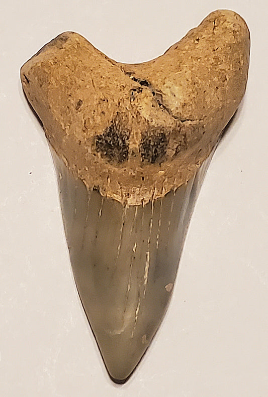 2.03" Parotodus Benedini Tooth