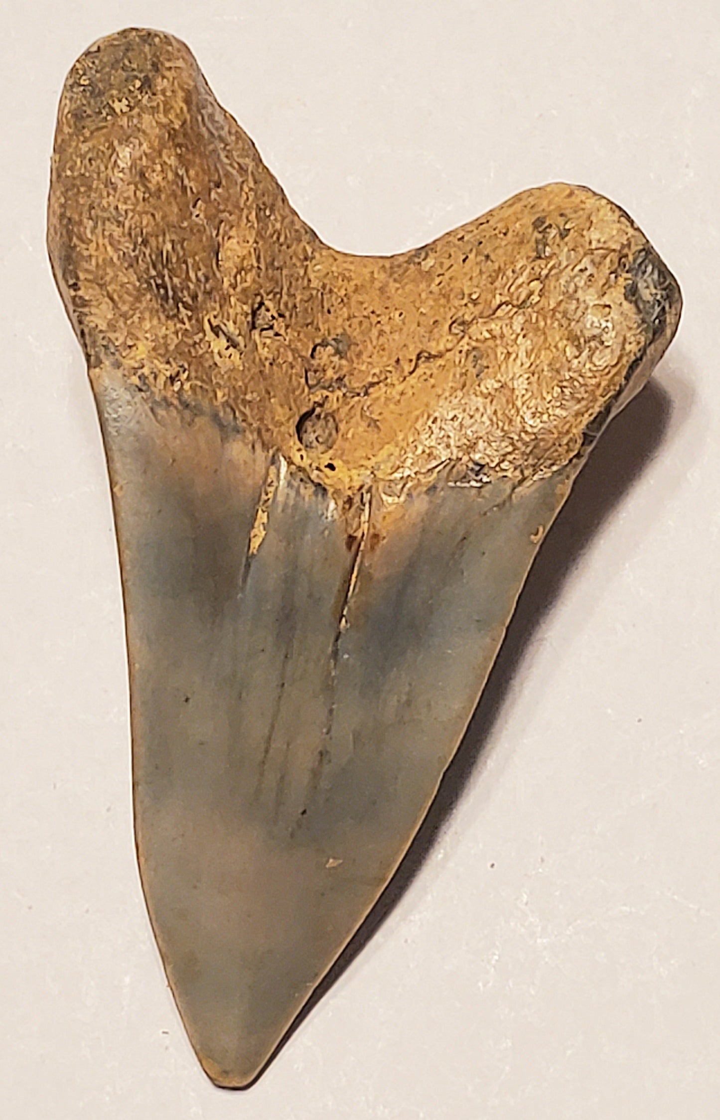 2.03" Parotodus Benedini Tooth