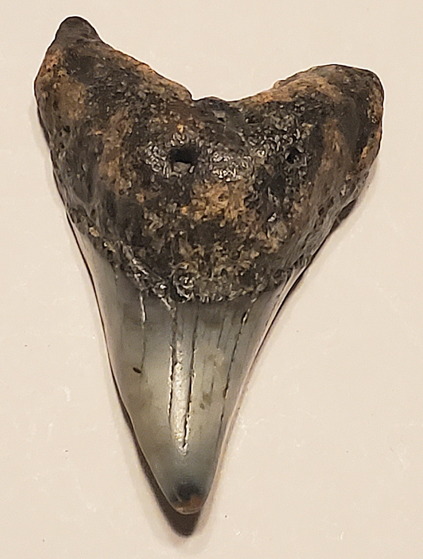 2.65" Parotodus Benedini Tooth