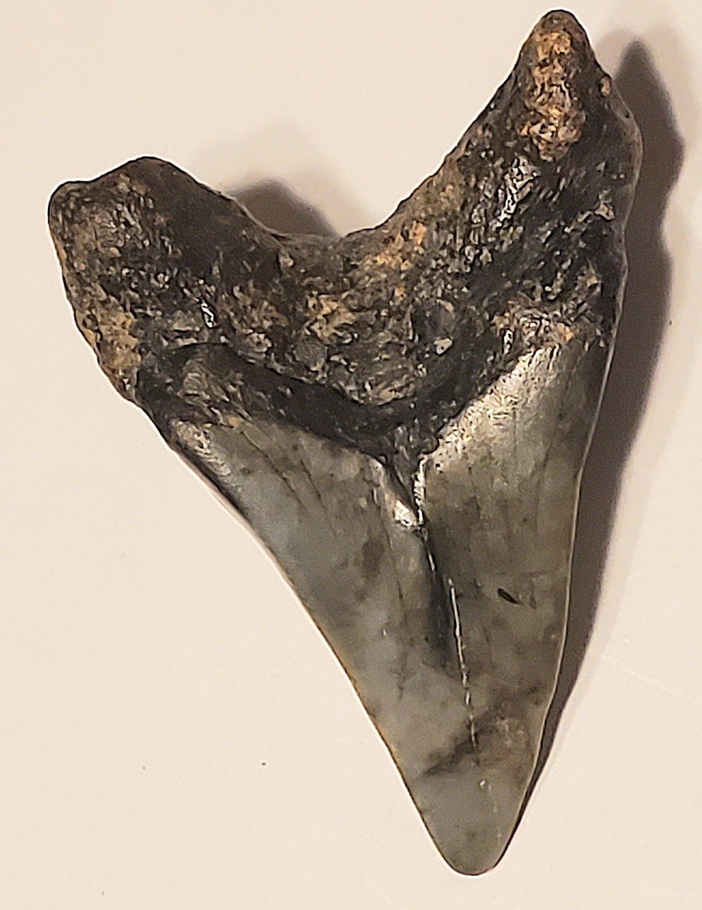 2.65" Parotodus Benedini Tooth