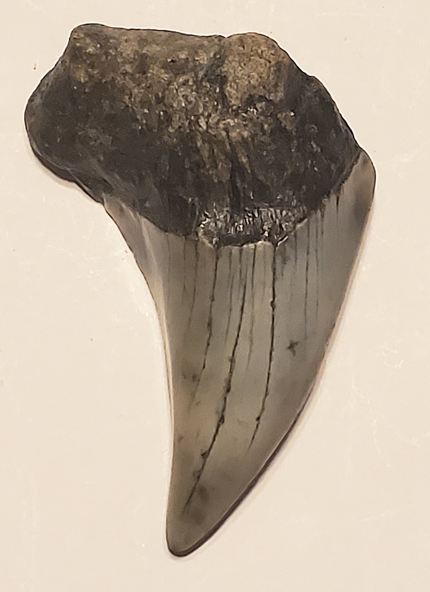 2.16" Parotodus Benedini Tooth