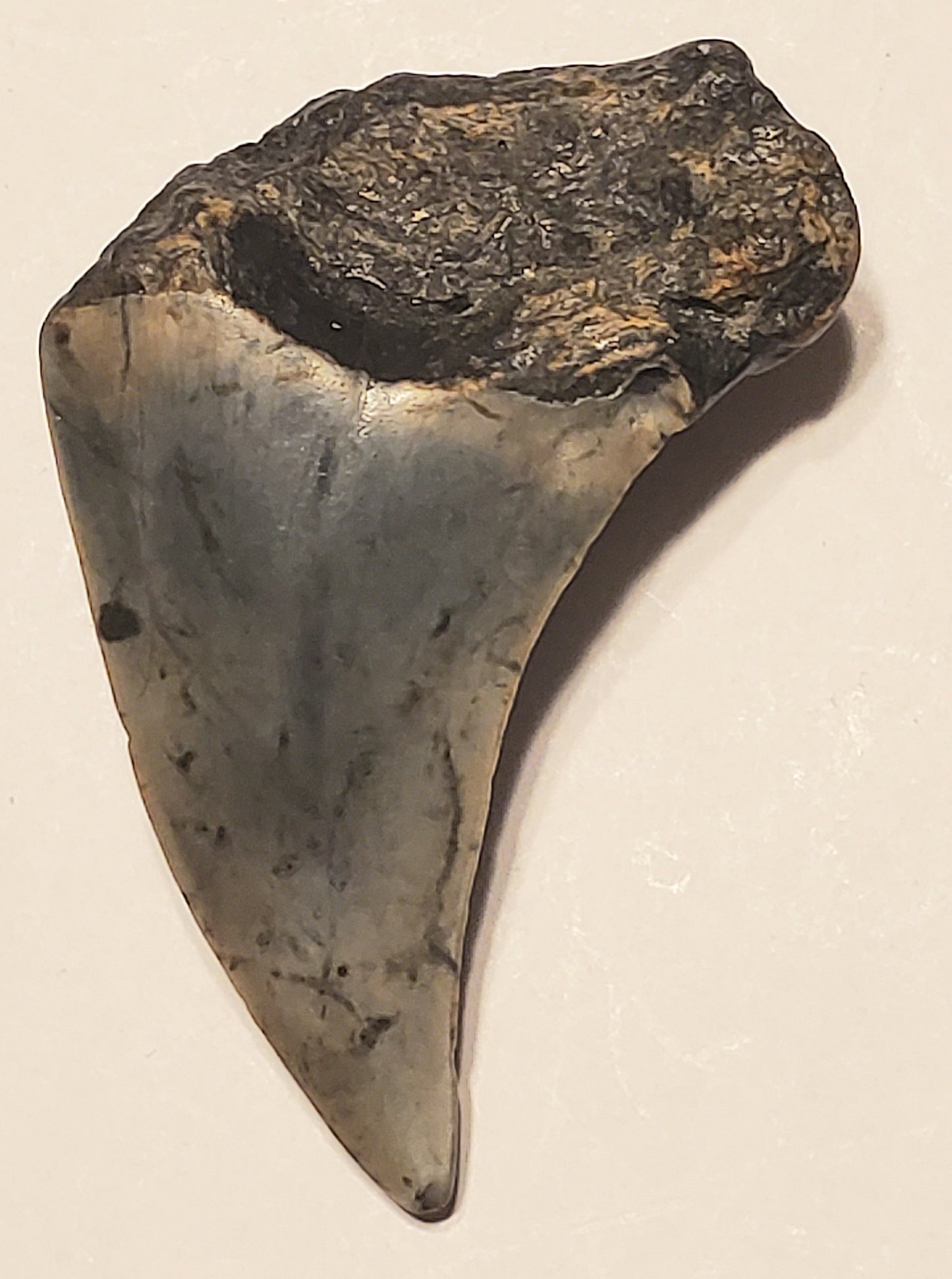 2.16" Parotodus Benedini Tooth