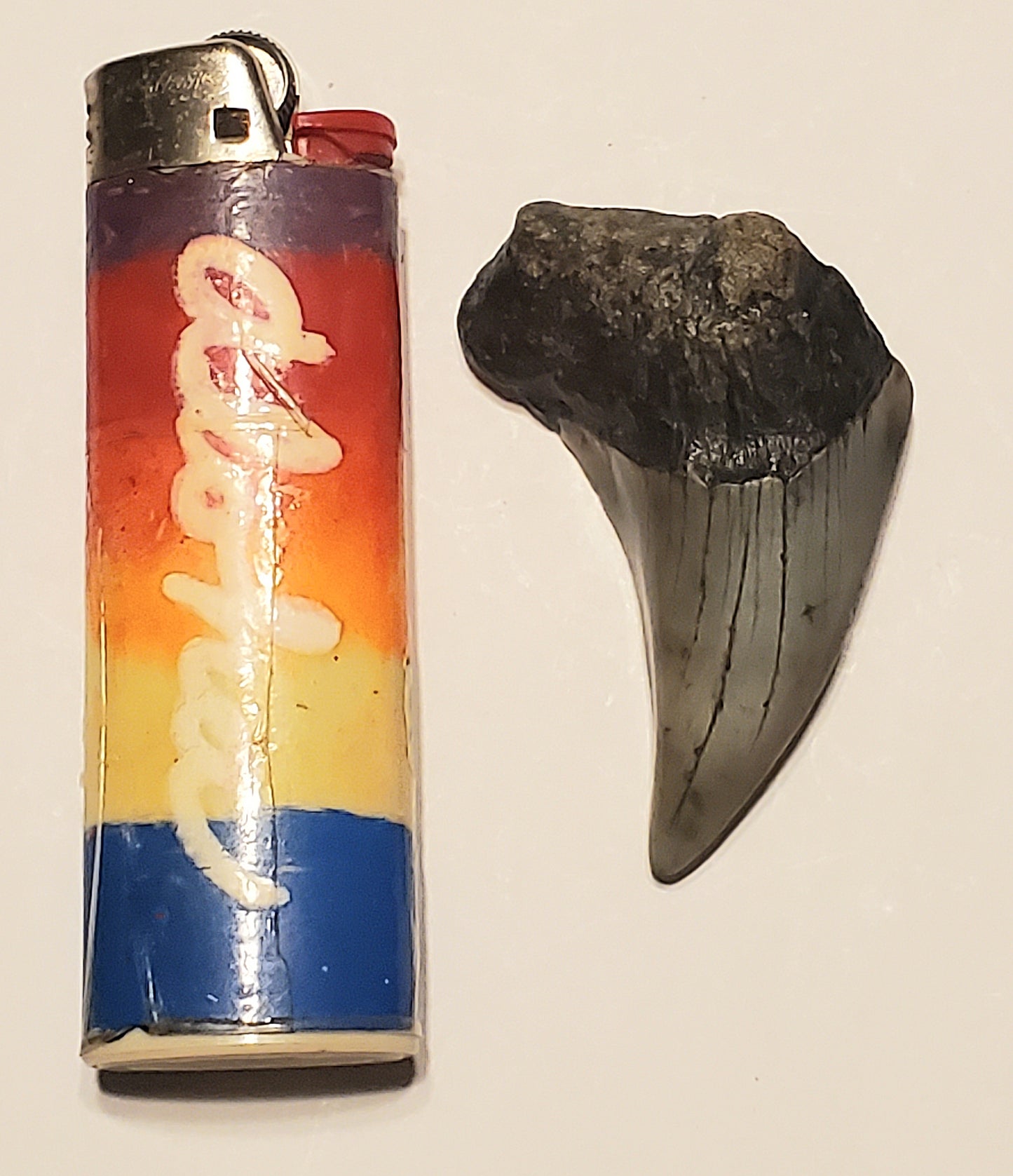 2.16" Parotodus Benedini Tooth